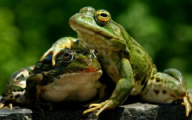 Аиста не видели? ))))