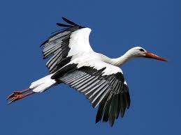 Аиста не видели? ))))