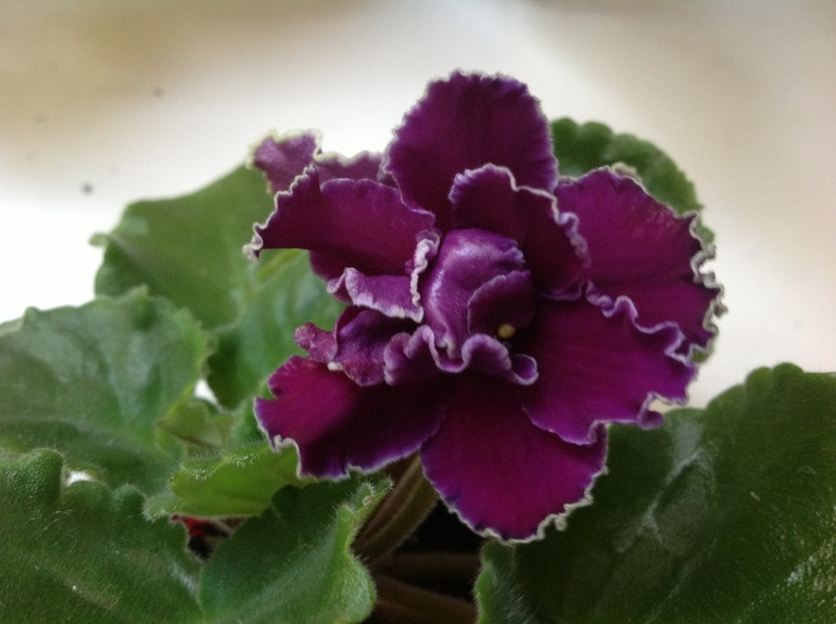 Mellow yellow спорт