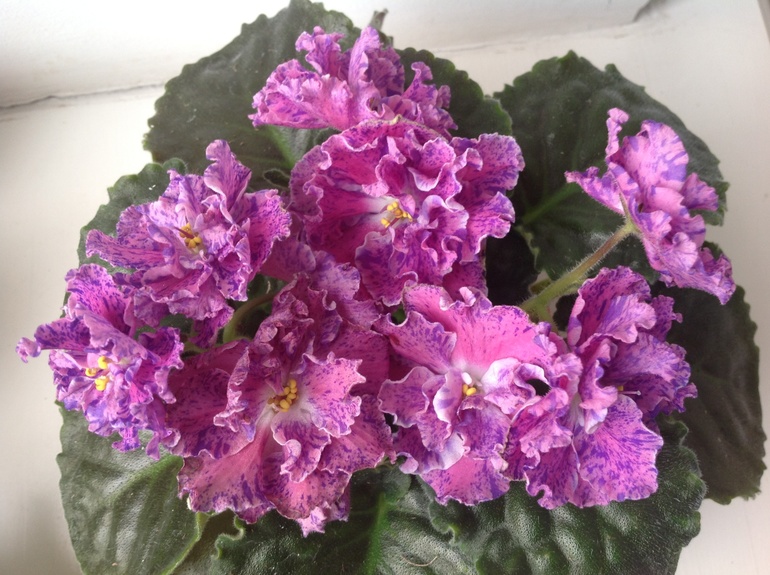 Розмари и другие)