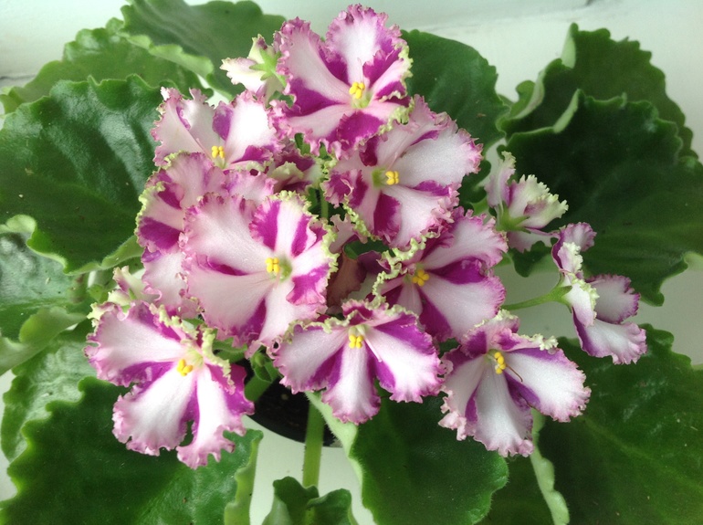 Розмари и другие)