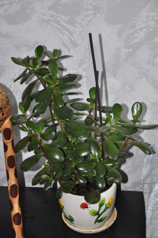 Мой сад-огород