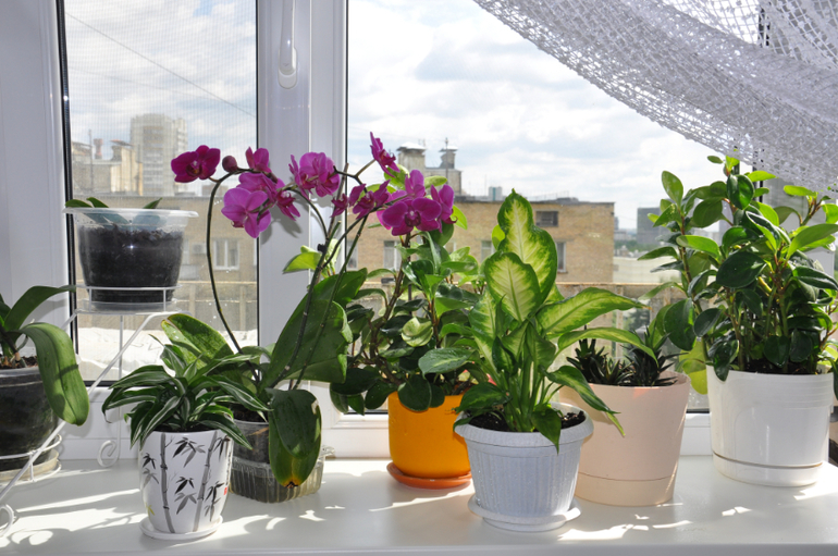 Мой сад-огород