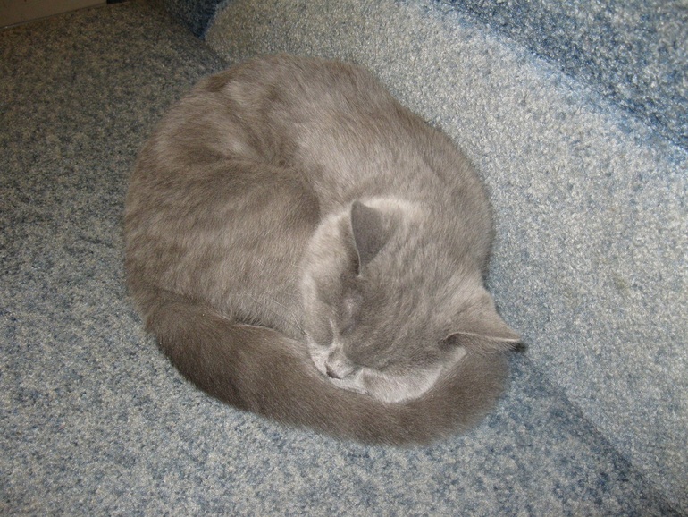 Как спит мой Прончик-пончик))))