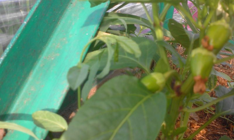 май 2014, мои овощи-цветочки