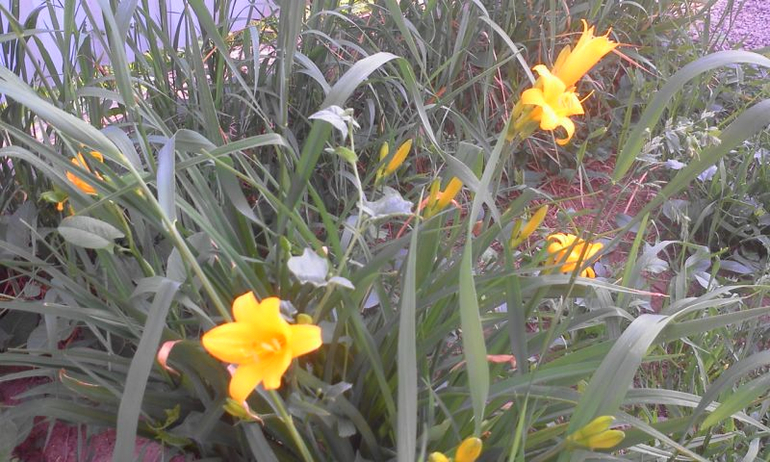 май 2014, мои овощи-цветочки