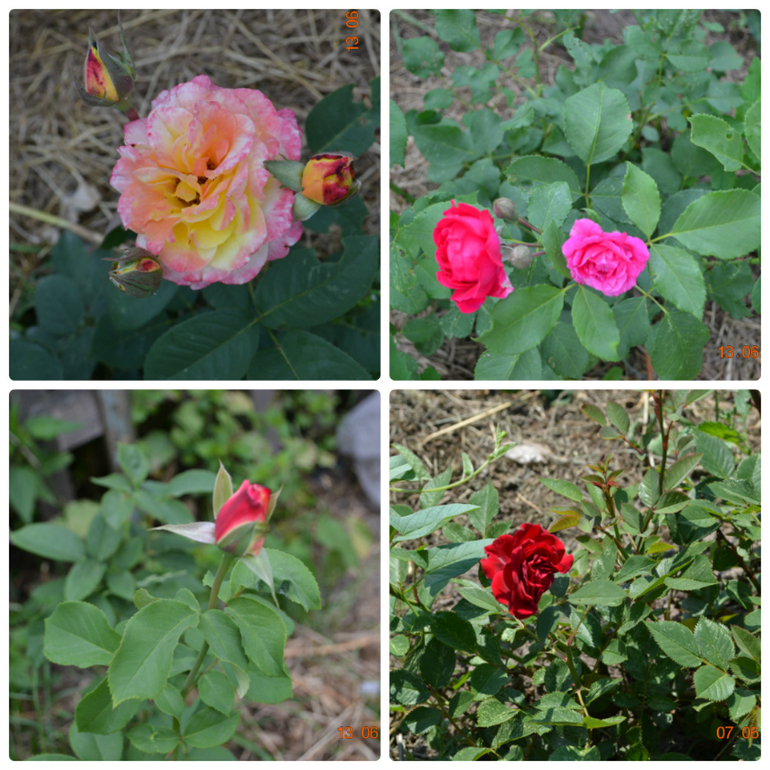 Хвалюшечки