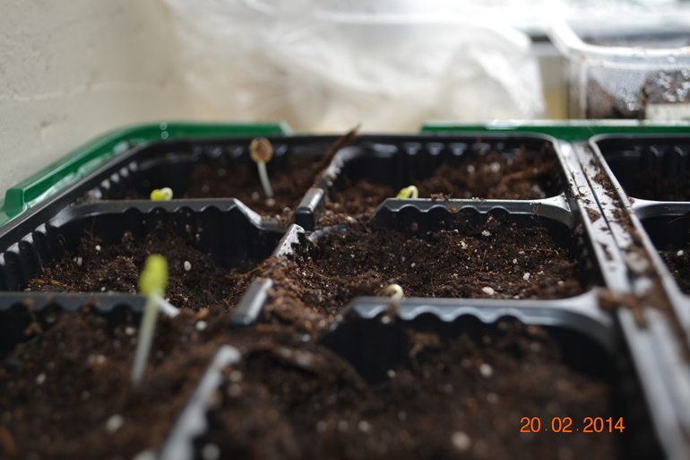 садово-огородный марафон день 12