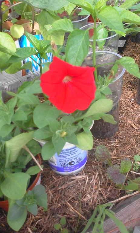 посадила первые помидорки