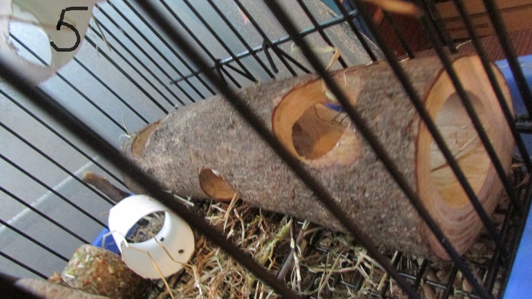 Белка ТИРЛЕ! Знакомьтесь!!!