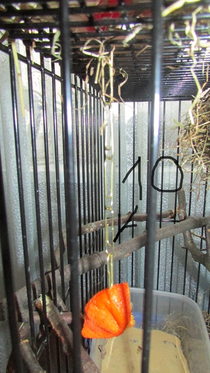 Белка ТИРЛЕ! Знакомьтесь!!!