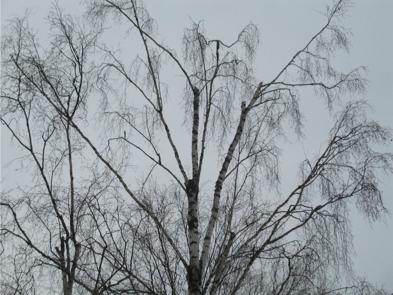 Зима: время для обрезки, кронирования и спила деревьев