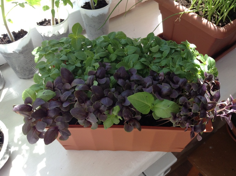 Мой огородик)))