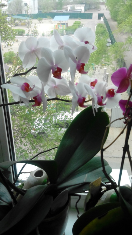И еще орхидейка