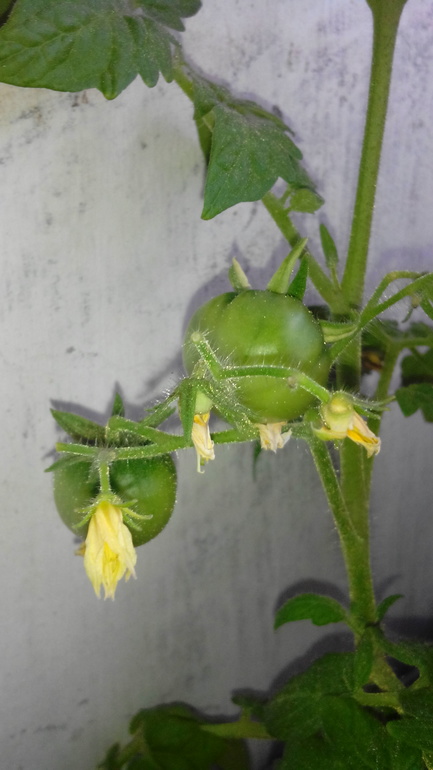 Помидорки))