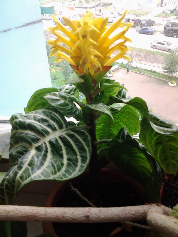 Всё радуется жизни