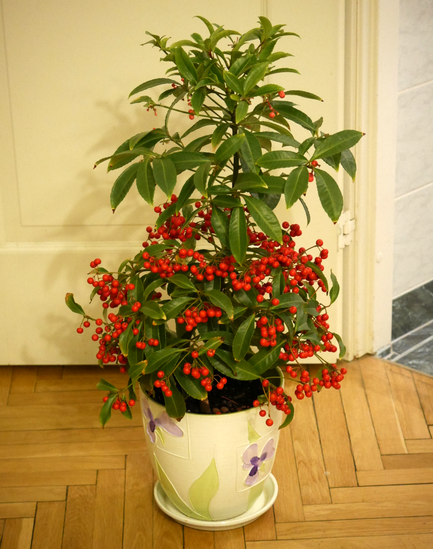 продаю комнатные цветы