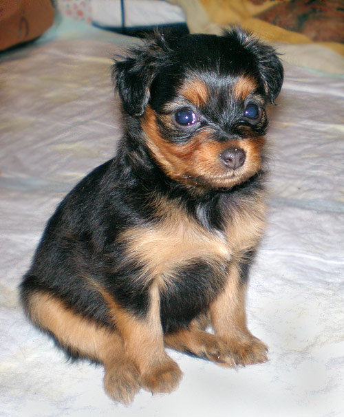 Новый член семьи))).