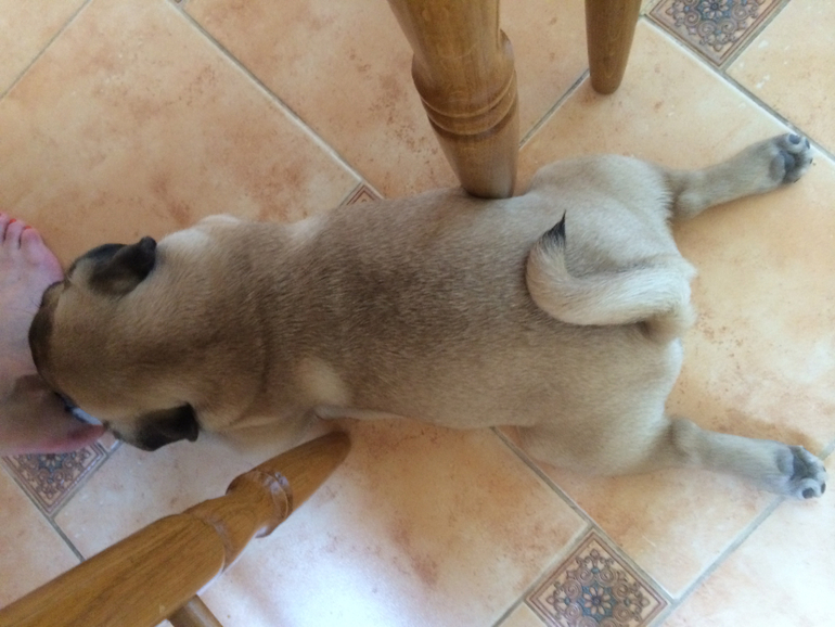 Муж подарил мне маленькое счастье на 8 марта)))