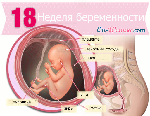 Почему ребенок в 19 недель не шевелится Почему ребенок в 19 недель не шевелится