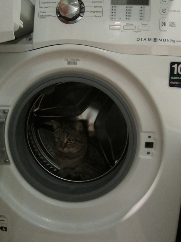 наша кошка Плюшка)))