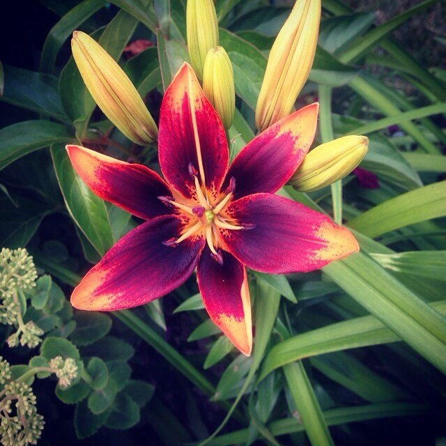 Лилии - хвастик