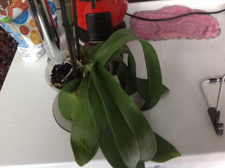 Знающие подскажите пожалуйста.