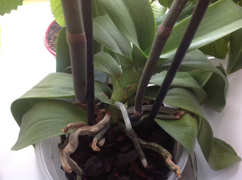 Знающие подскажите пожалуйста.