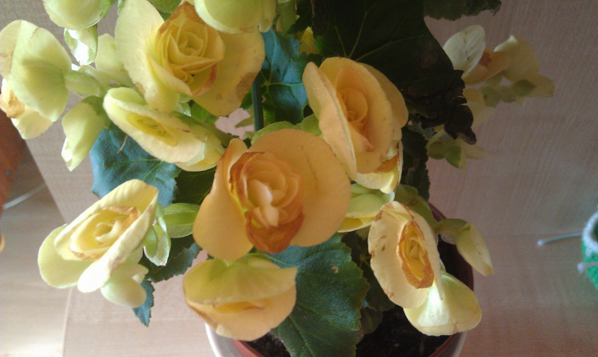 что с бегонией?