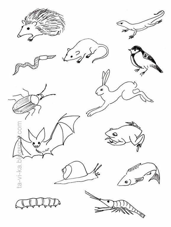 Почему некоторые животные впадают в спячку?