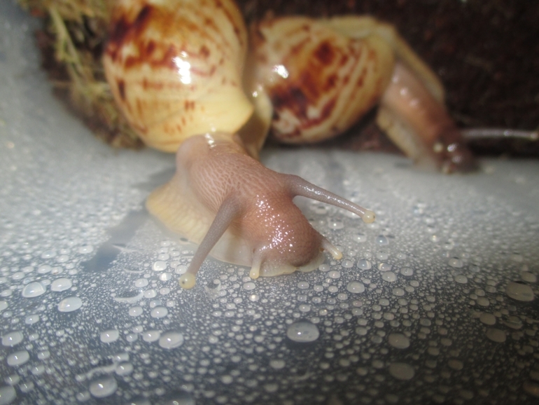 мои любименькие улиточки)