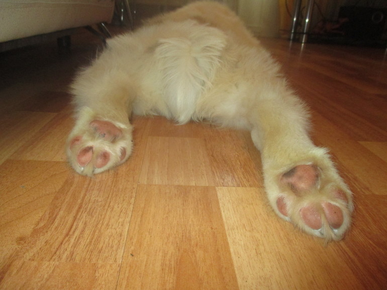 все назвали Найда