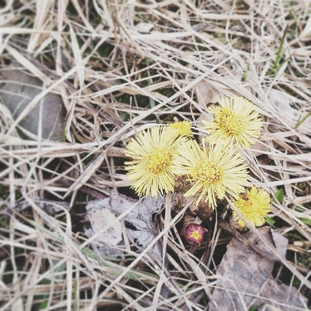 Home, sweet home. 23 марта. Обыкновенное чудо