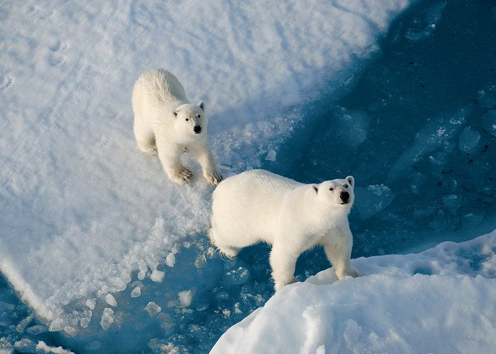 ТН "Путешествие в Арктику и Антарктику" День 3. Арктика.