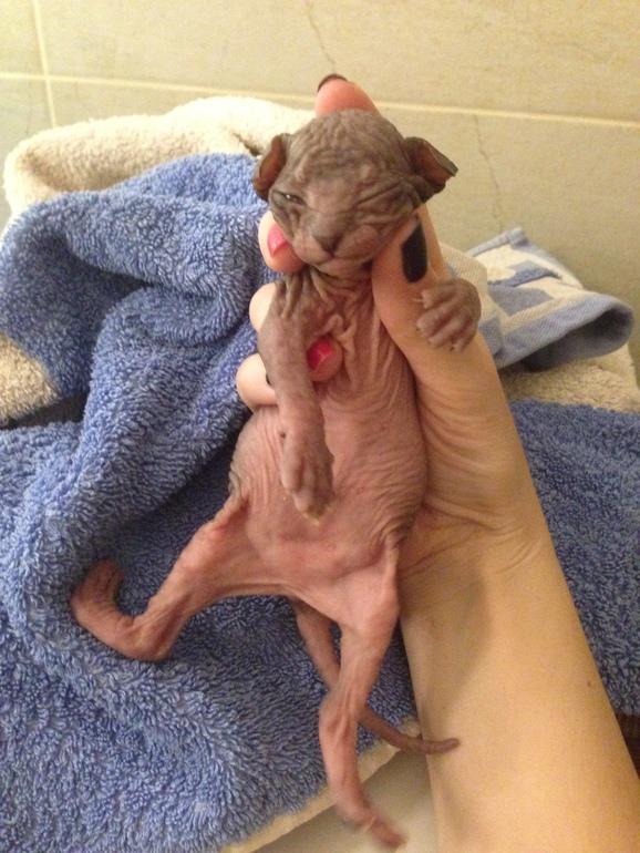 Донской сфинкс,Феня