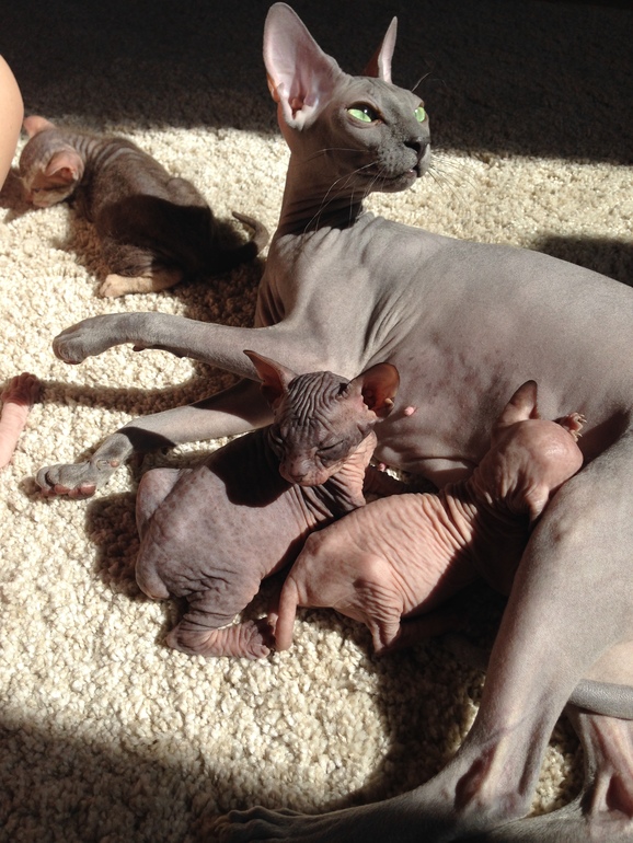 Покажу малышей!