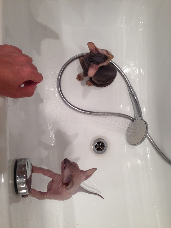 Семейство эльфов)