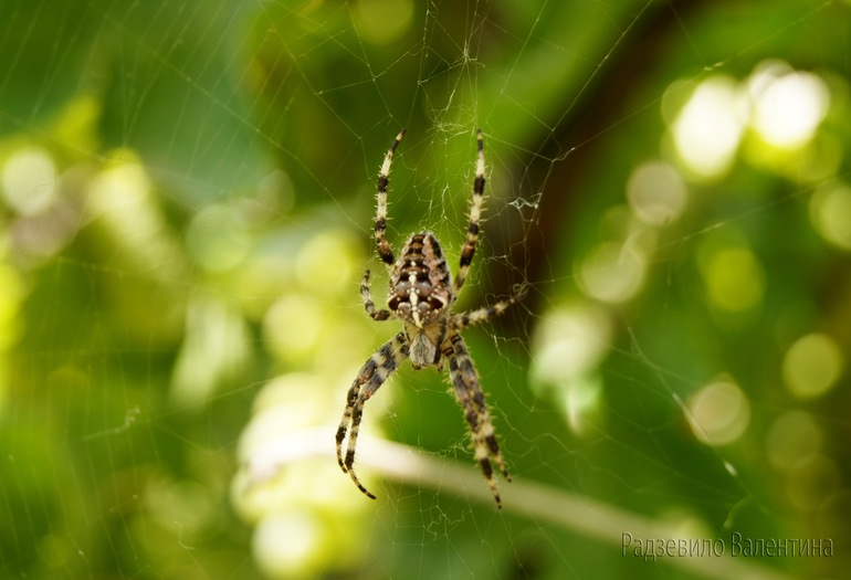 Крым 2013.Виноградный красавец.