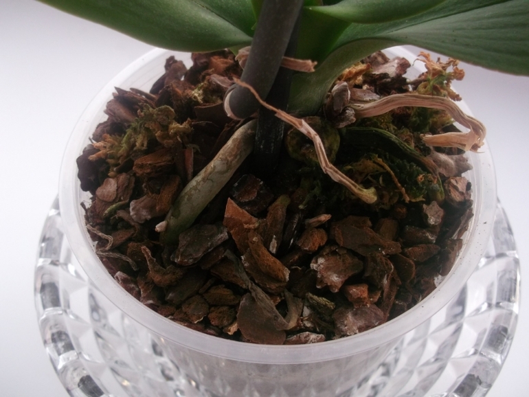 Опять я с вопросами по поводу орхидей