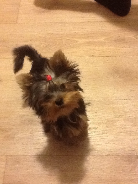 Наша красавица Белла Грация)))