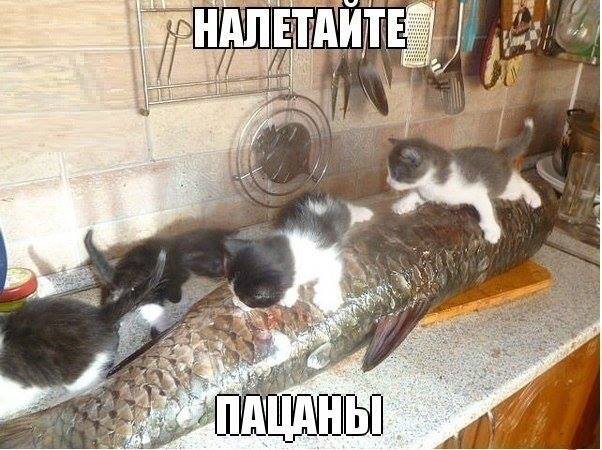 Котики