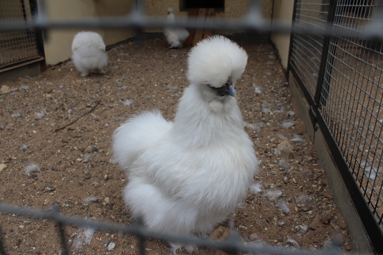 Поездка выходного дня!Парк птиц "Воробьи".