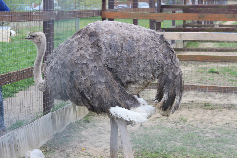 Поездка выходного дня!Парк птиц "Воробьи".