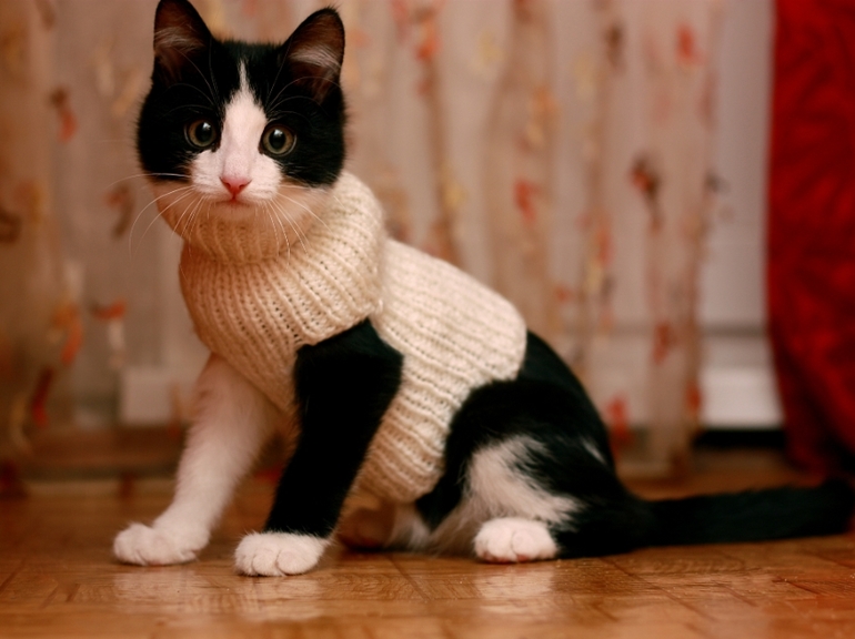 Всякие животности=)