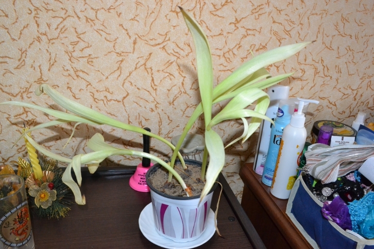 Тюльпан чахнет