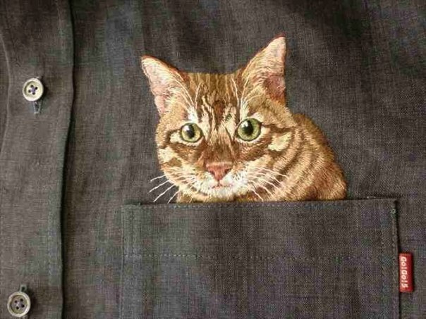 Котики в кармашках
