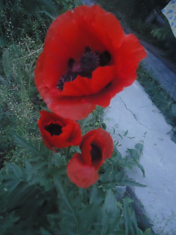 Наши цветочки.