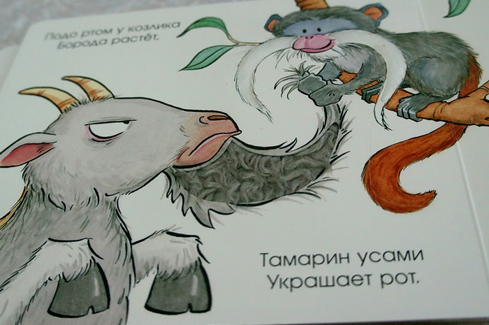 Наши новые книжки-картонки