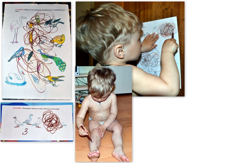 ТЗ "Ребятам о зверятах: экзотические птицы"