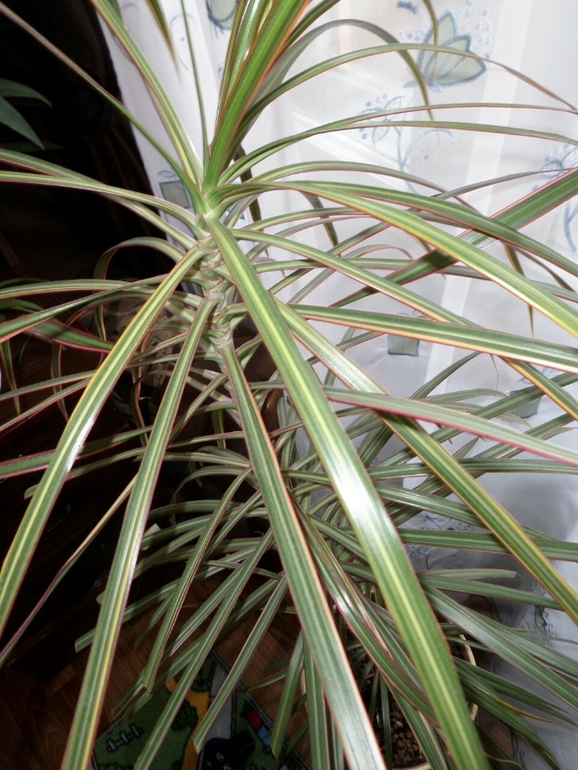 Что за цветочки? Подскажите...